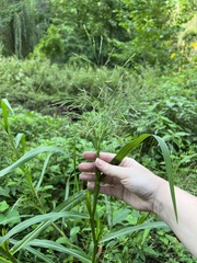 Panicum dichotomiflorum