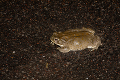 Incilius alvarius