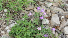 Salvia axillaris
