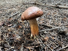 Chalciporus piperatus