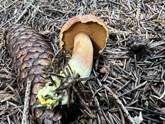 Chalciporus piperatus