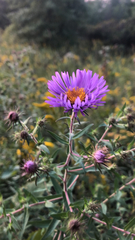 Symphyotrichum novae-angliae