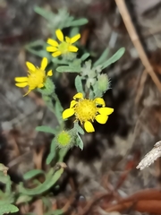 Pulicaria paludosa