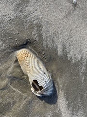 Cyrtopleura costata