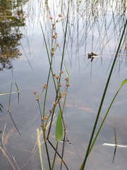 Juncus militaris