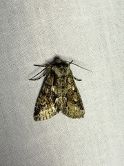 Allophyes oxyacanthae