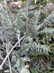 Oxytropis splendens