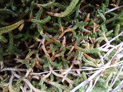 Selaginella mutica