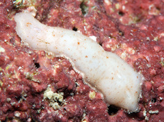 Cryptoplax elioti
