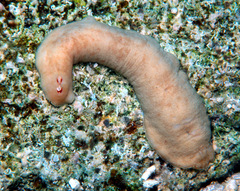 Cryptoplax elioti