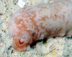 Cryptoplax elioti