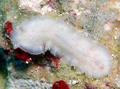 Cryptoplax elioti