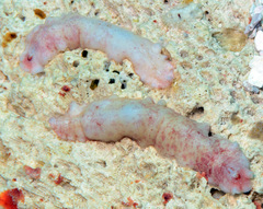 Cryptoplax elioti