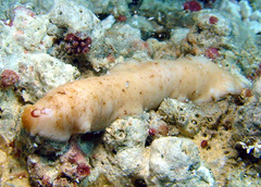 Cryptoplax elioti