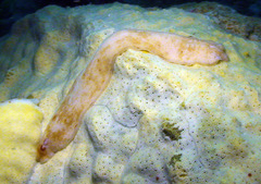 Cryptoplax elioti