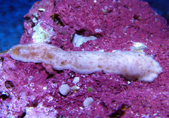 Cryptoplax elioti