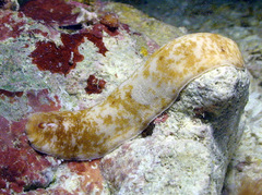 Cryptoplax elioti