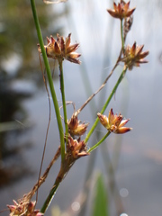 Juncus militaris