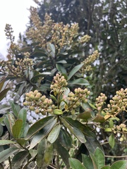 Gaiadendron punctatum