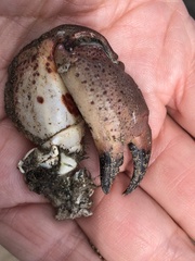 Romaleon antennarium