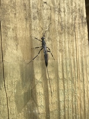 Xoridinae