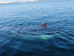 Rhincodon typus