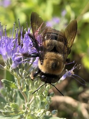 Xylocopa virginica virginica