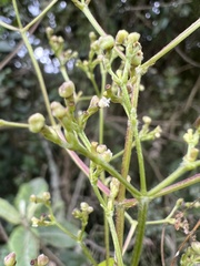 Valeriana clematitis