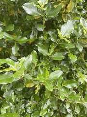 Coprosma robusta