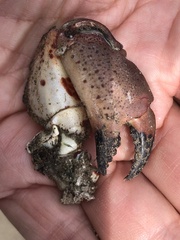 Romaleon antennarium