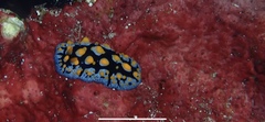 Phyllidia picta