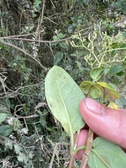 Valeriana clematitis