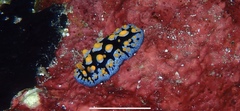 Phyllidia picta