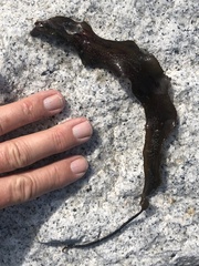 Laminaria sinclairii