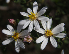 Olearia muelleri