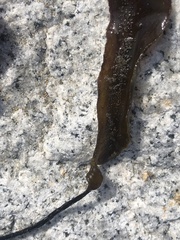 Laminaria sinclairii