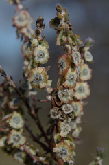 Maireana trichoptera