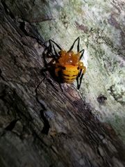 Acusilas malaccensis