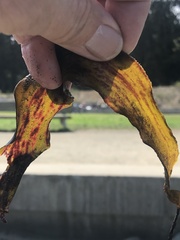 Laminaria sinclairii