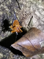 Acusilas malaccensis