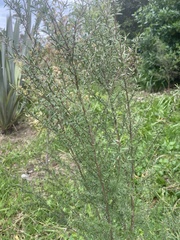 Leptospermum scoparium