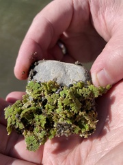 Azolla
