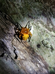 Acusilas malaccensis