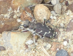 Cicindela tranquebarica