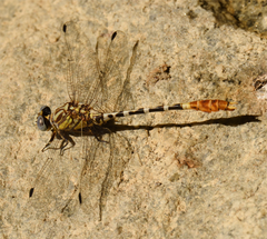 Erpetogomphus compositus