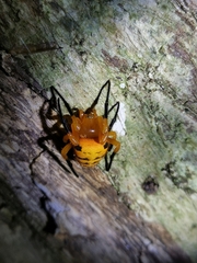 Acusilas malaccensis