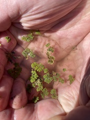 Azolla