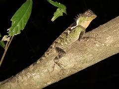 Acanthosaura lepidogaster