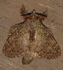 Euglyphis melancholica