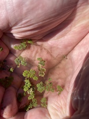 Azolla